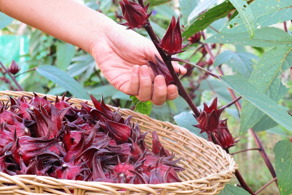 Harvesting,Roselle,Or,Hibiscus,Flowers,In,Garden